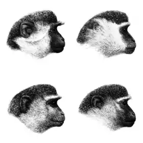 Padrões de coloração em ChlorocebusTopo esquerca: C. sabaeus, topo direita: C. aethiopsBase esquerda: C. cynosuros, base direita: C. pygerythrus