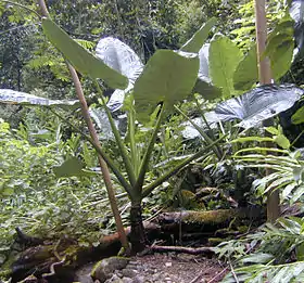 Alocasia macrorrhiza