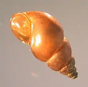 Caracol-da-lama-da-nova-zelândia (Potamopyrgus antipodarum)
