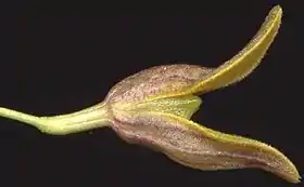 Pabstiella granulosa