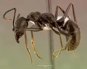 Operário da espécie Hagensia havilandi