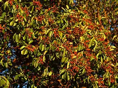 Frutos de Arbutus menziesii