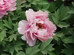 Paeonia suffruticosa.