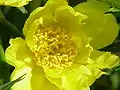 Paeonia ludlowii (sin. Paeonia lutea var. ludlowii