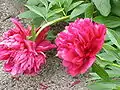 Paeonia officinalis cultivar 'Rubra Plena'