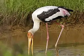 Cegonha-de-bico-amarelo