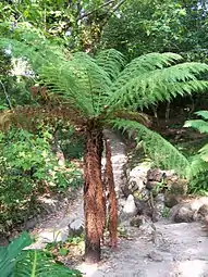 Feto-Arbóreo no Vale dos Fetos