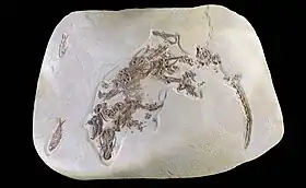 Palaeospinopa Eoceno