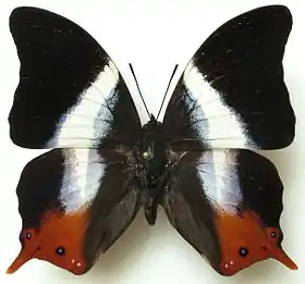 Vista superior de P. violinitens macho, cujo tipo nomenclatural fora coletado em Acra.