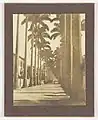 Palmeiras Imperiais na Rua Paissandu, 1902