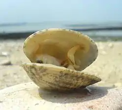 Ruditapes decussatus