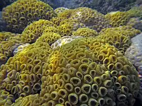 Coral-baba-de-boi (Palythoa caribaeorum)