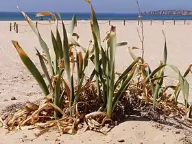Pancratium maritimum