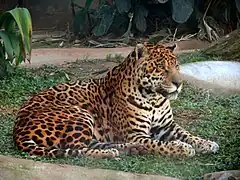 Onça-pintada (Jaguar)