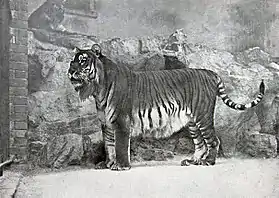 Tigre-do-cáspio no zoo de Berlim, em 1899.