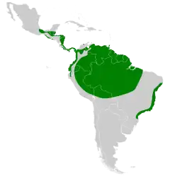 Distribuição do andorinhão-estofador
