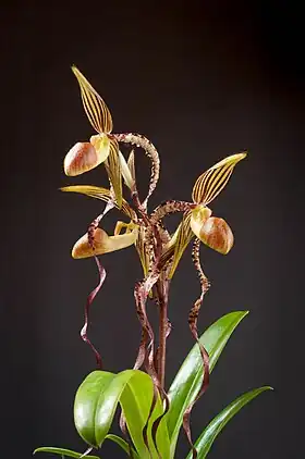 Paphiopedilum sanderianum