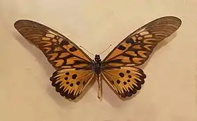 Papilio antimachus, um Papilionidae com padrão mimético similar ao de espécies de Acraeini africanas.