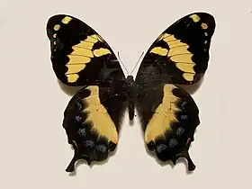 Fotografia de P. homerus, vista superior.