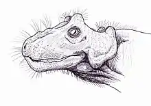 Ilustração da cabeça