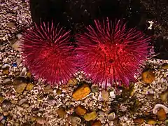 Exemplares no Aquário de Finisterra.