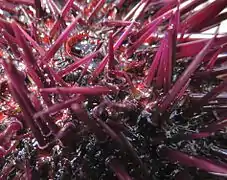 Os radíolos (espinhos), caracterizados por um círculo claro na base.