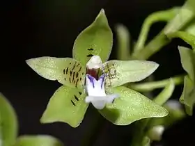 Paradisanthus micranthus