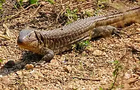 Fotografia de D. paraguayensis, o Lagarto-jacaré ou Víbora-do-pantanal.