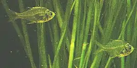 Peixe-vidro (Parambassis ranga)