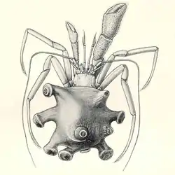 Parapagurus pilosimanus