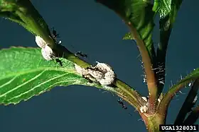 Paratrechina longicornis