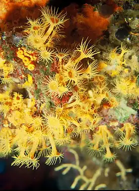 Parazoanthus axinellae