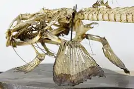 Barbatana peitoral - UPMC