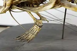 Barbatana pélvica - UPMC