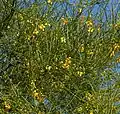 Planta de Parkinsonia aculeata