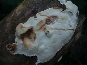 Sarcoporia polyspora