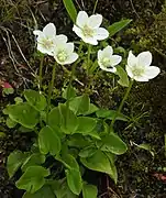 Parnassia palustris.