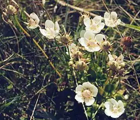 Parnassia palustris