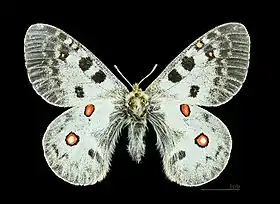 Parnassius phoebus