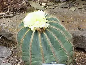Parodia magnifica
