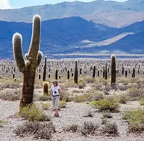 Parque Nacional Los Cardones, Argentina