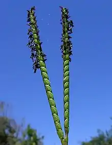 Flor grama paspalum notalum.