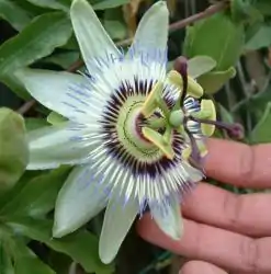 Passiflora cerulea