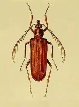 Pathocerus wagneri