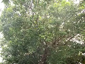 Exemplo de Crateva tapia