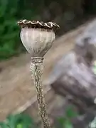 Fruto de uma papoila com deiscência poricida (as sementes são libetadas por poros localizados imediatamente abaixo da coroa).