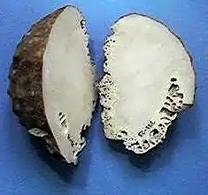 Ceratoporella nicholsoni