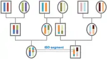 The origin of IBD segments is depicted via a pedigree.