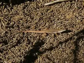 Pedioplanis namaquensis