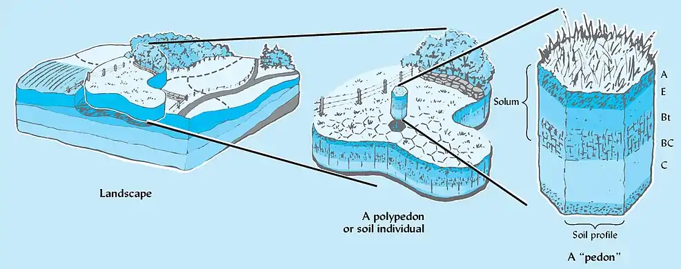 Pedon (Semantic Schoolar, 2020)